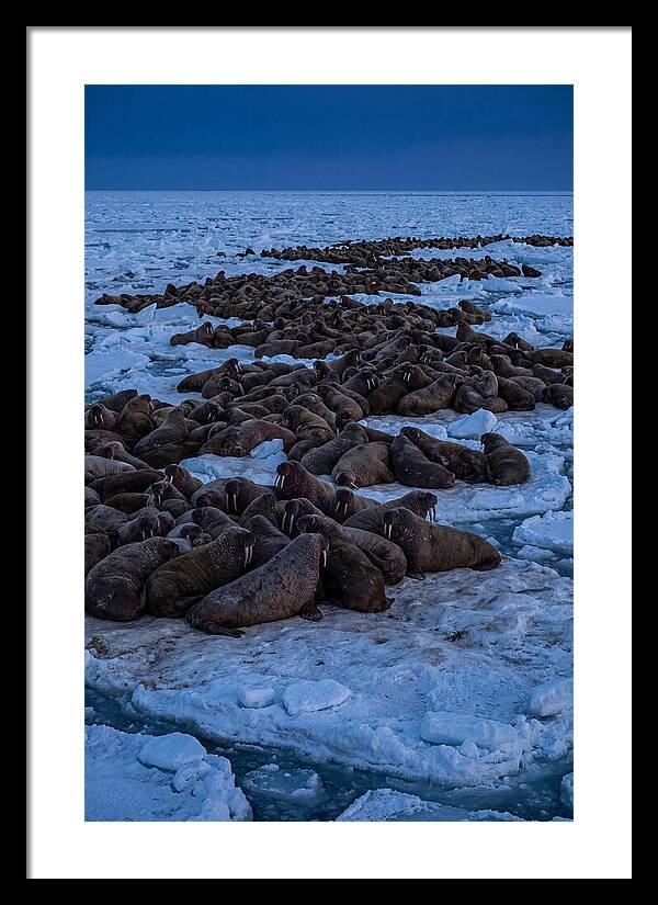 Majestic Walruses On Ice