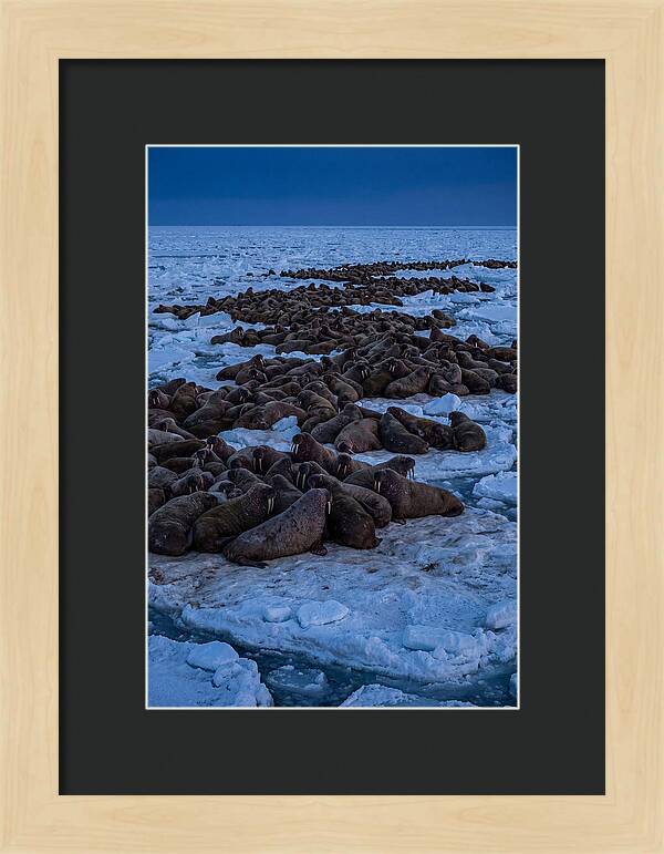 Majestic Walruses On Ice