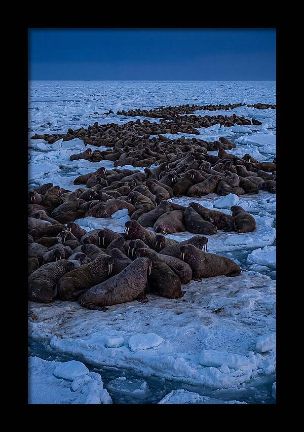 Majestic Walruses On Ice