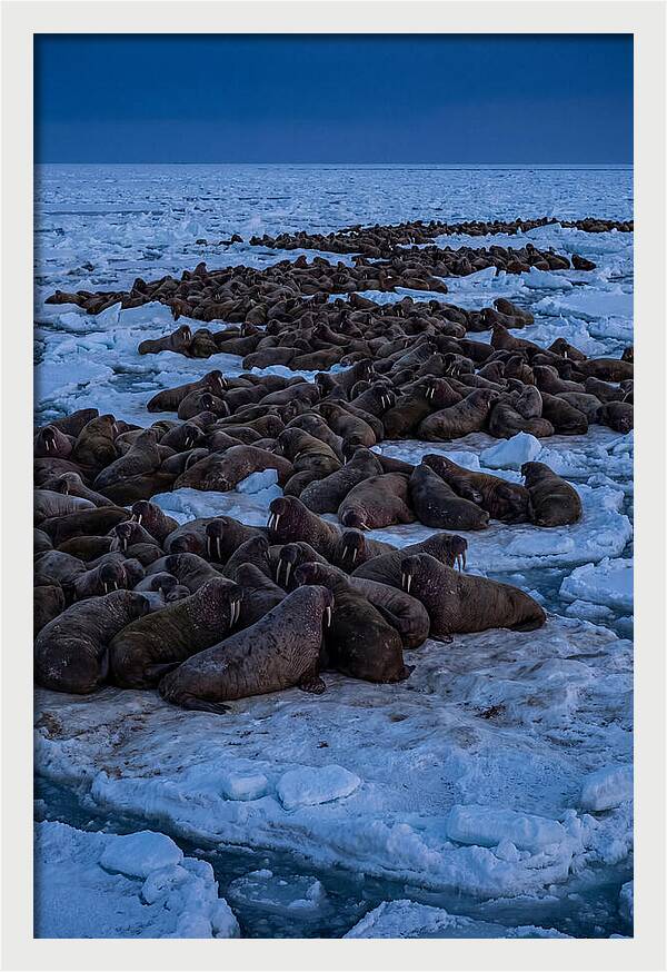 Majestic Walruses On Ice