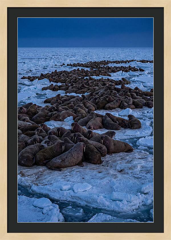Majestic Walruses On Ice