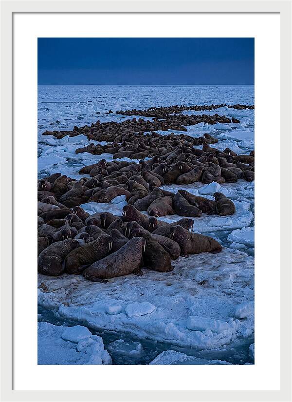 Majestic Walruses On Ice