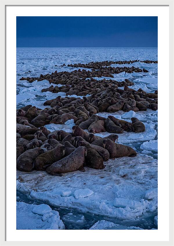 Majestic Walruses On Ice
