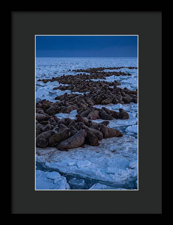 Majestic Walruses On Ice