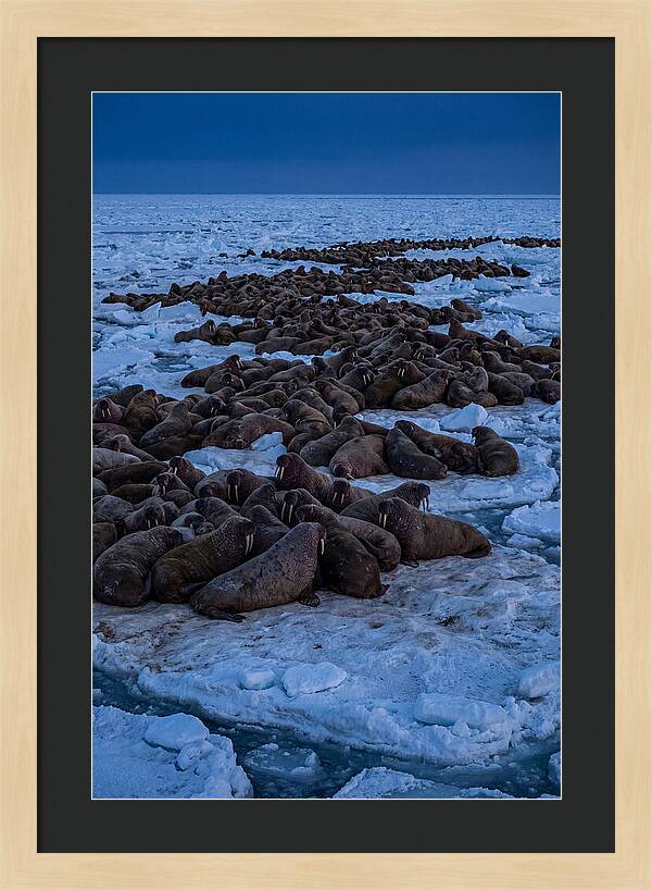 Majestic Walruses On Ice