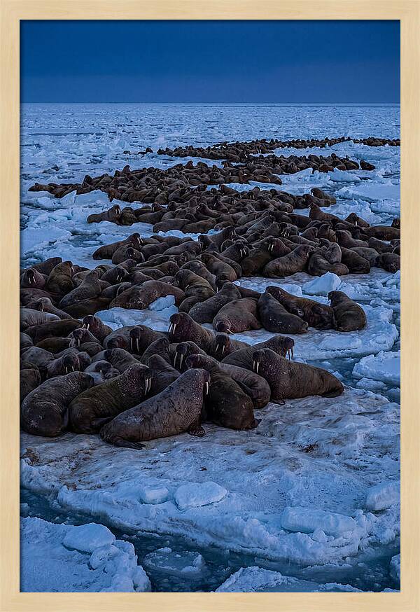 Majestic Walruses On Ice