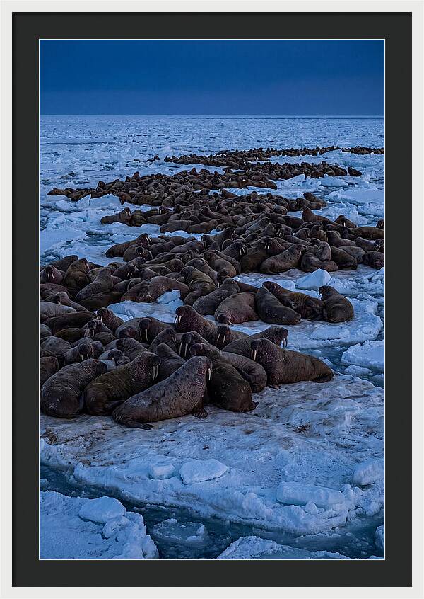 Majestic Walruses On Ice