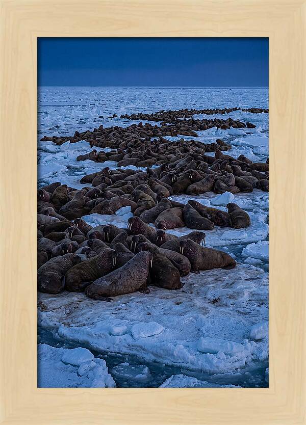 Majestic Walruses On Ice