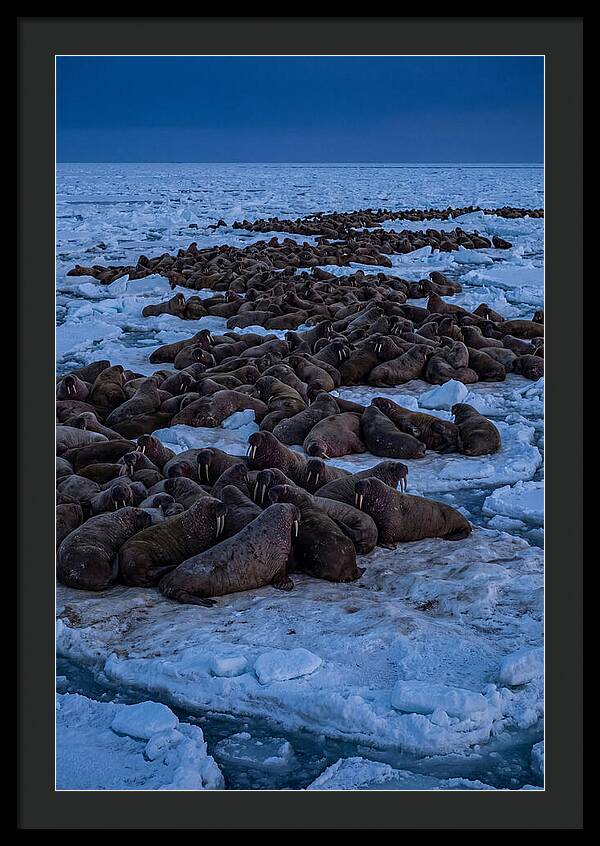 Majestic Walruses On Ice