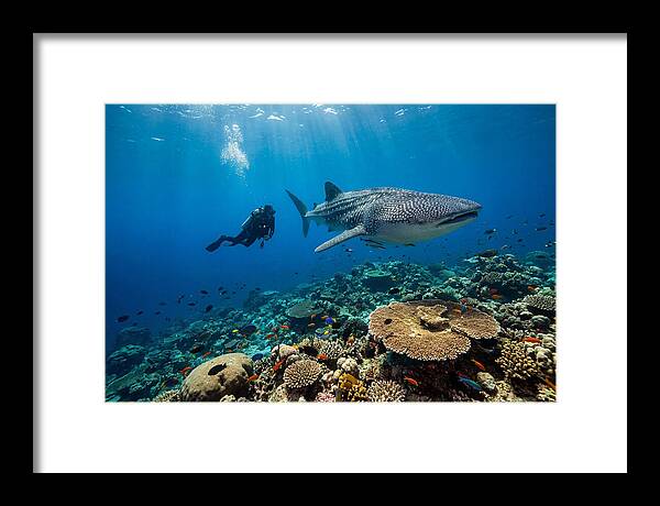 Majestic Whale Shark Encounter