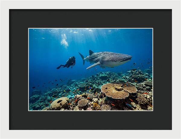 Majestic Whale Shark Encounter