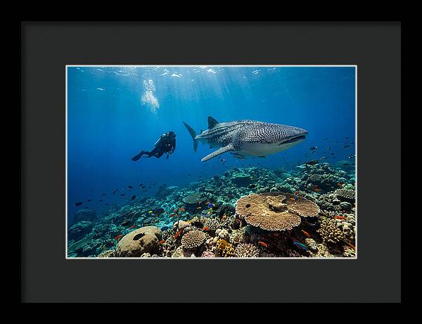 Majestic Whale Shark Encounter