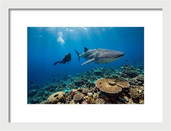 Majestic Whale Shark Encounter