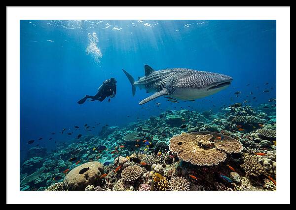 Majestic Whale Shark Encounter
