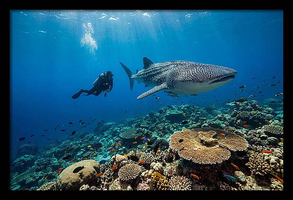 Majestic Whale Shark Encounter