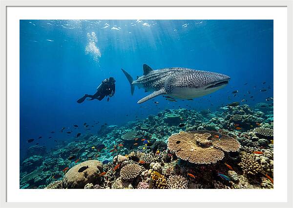 Majestic Whale Shark Encounter