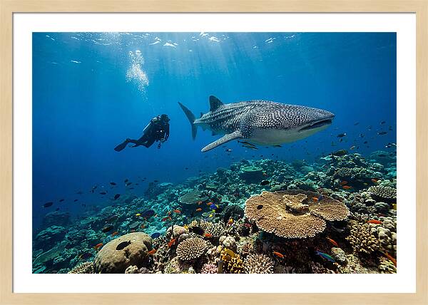 Majestic Whale Shark Encounter