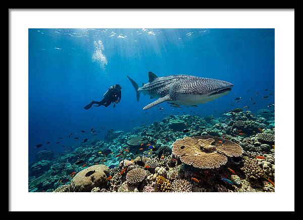 Majestic Whale Shark Encounter