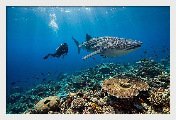 Majestic Whale Shark Encounter