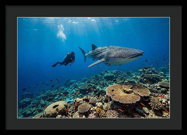 Majestic Whale Shark Encounter