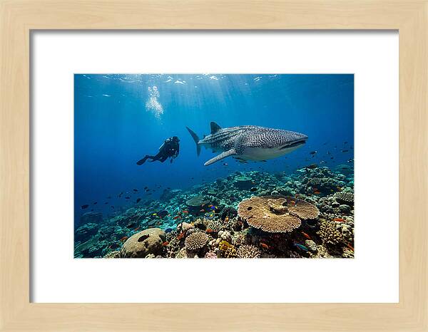 Majestic Whale Shark Encounter