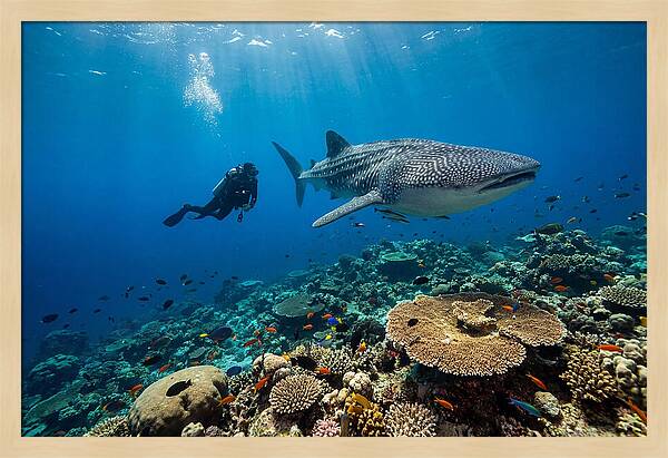 Majestic Whale Shark Encounter