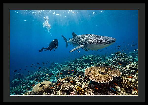 Majestic Whale Shark Encounter