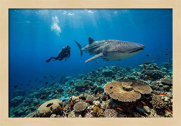 Majestic Whale Shark Encounter
