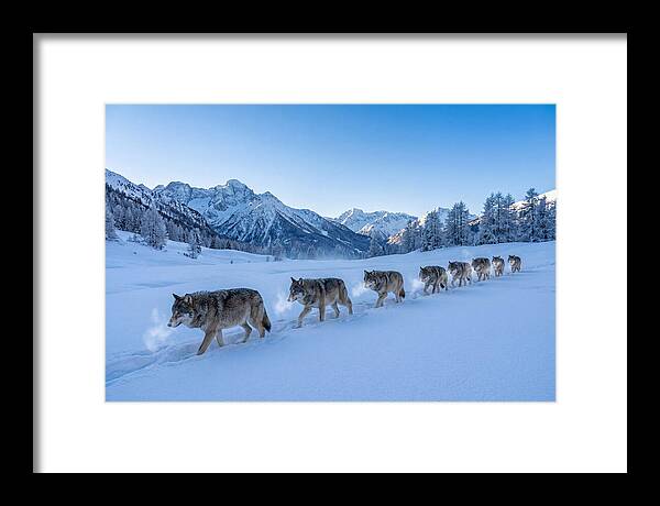 Majestic Wolves Amidst Winter Snow