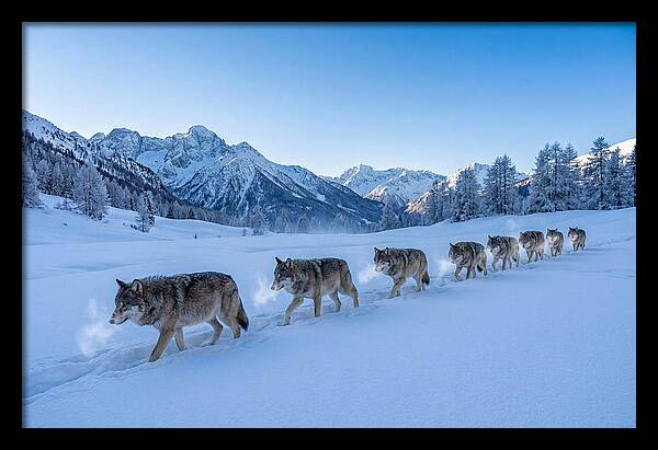 Majestic Wolves Amidst Winter Snow