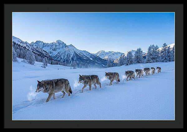 Majestic Wolves Amidst Winter Snow