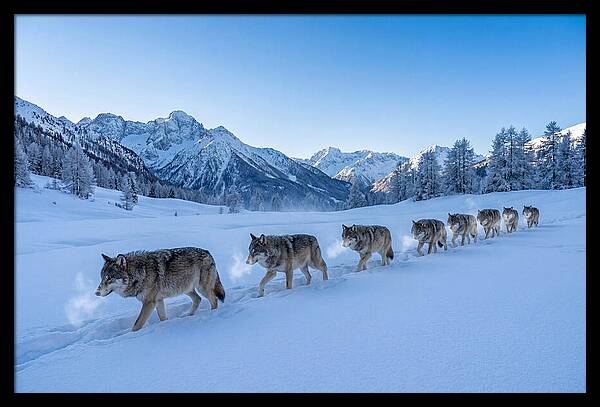 Majestic Wolves Amidst Winter Snow