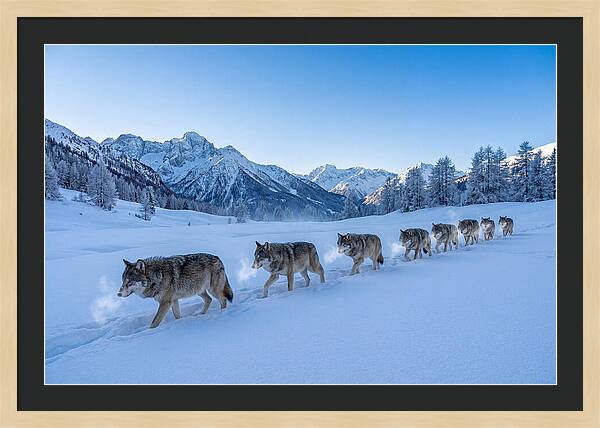 Majestic Wolves Amidst Winter Snow