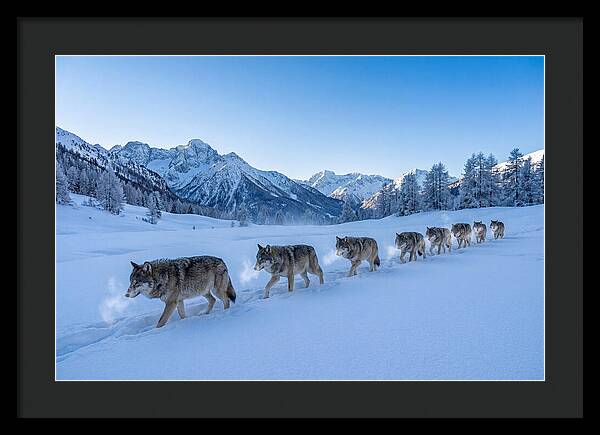 Majestic Wolves Amidst Winter Snow