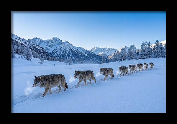 Majestic Wolves Amidst Winter Snow