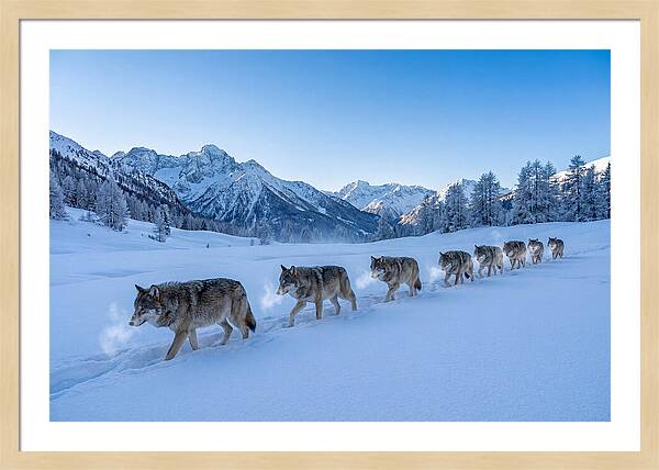 Majestic Wolves Amidst Winter Snow