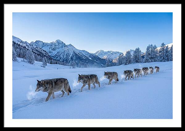 Majestic Wolves Amidst Winter Snow