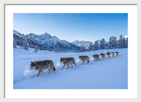 Majestic Wolves Amidst Winter Snow