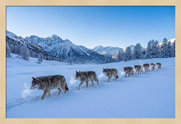 Majestic Wolves Amidst Winter Snow