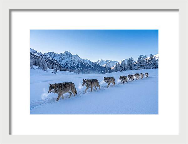 Majestic Wolves Amidst Winter Snow