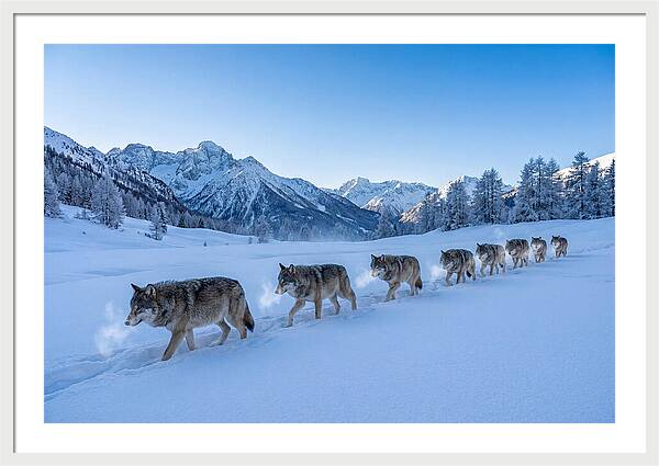 Majestic Wolves Amidst Winter Snow