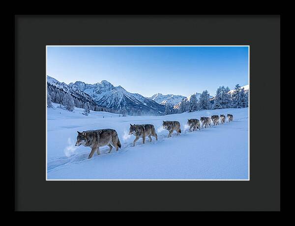 Majestic Wolves Amidst Winter Snow