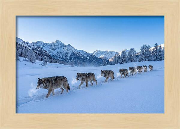 Majestic Wolves Amidst Winter Snow