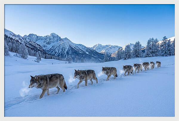 Majestic Wolves Amidst Winter Snow