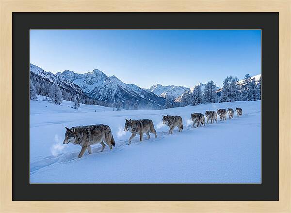 Majestic Wolves Amidst Winter Snow