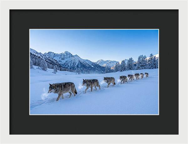 Majestic Wolves Amidst Winter Snow