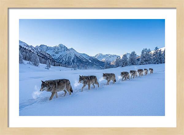 Majestic Wolves Amidst Winter Snow