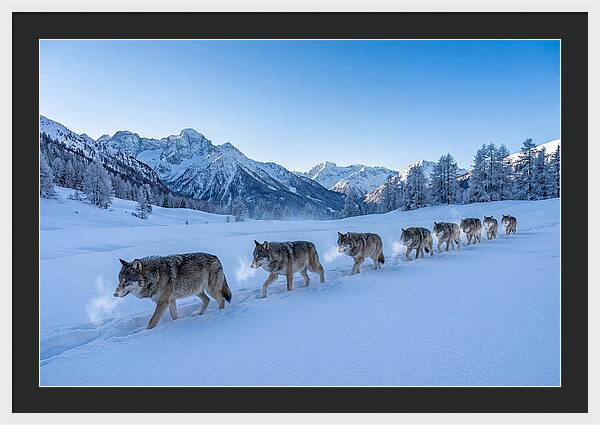 Majestic Wolves Amidst Winter Snow
