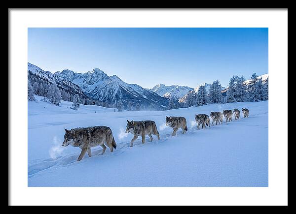 Majestic Wolves Amidst Winter Snow