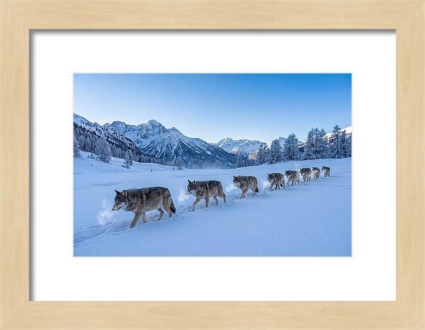 Majestic Wolves Amidst Winter Snow